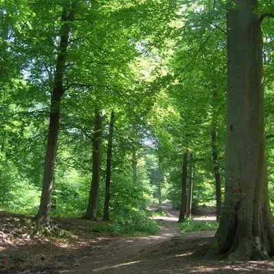 Chantilly Forest